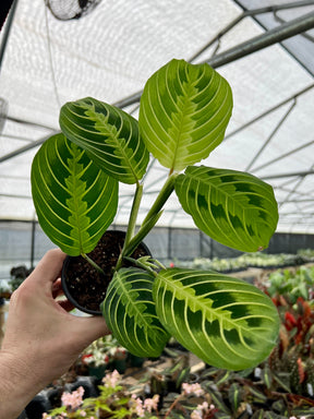 4" Maranta leuconeura 'Lemon Lime' - Canopy Plant Co.
