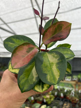 4" Hoya Lisa (variegated Australis)