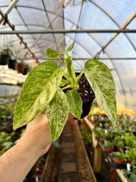 4” Philodendron giganteum variegated 'Blizzard' - Canopy Plant Co.