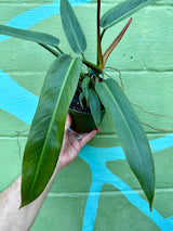 6” Philodendron ‘Bicolor’