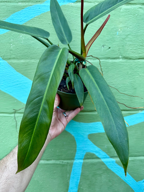 6” Philodendron ‘Bicolor’