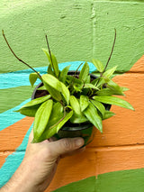 6" Hoya blashernaezii