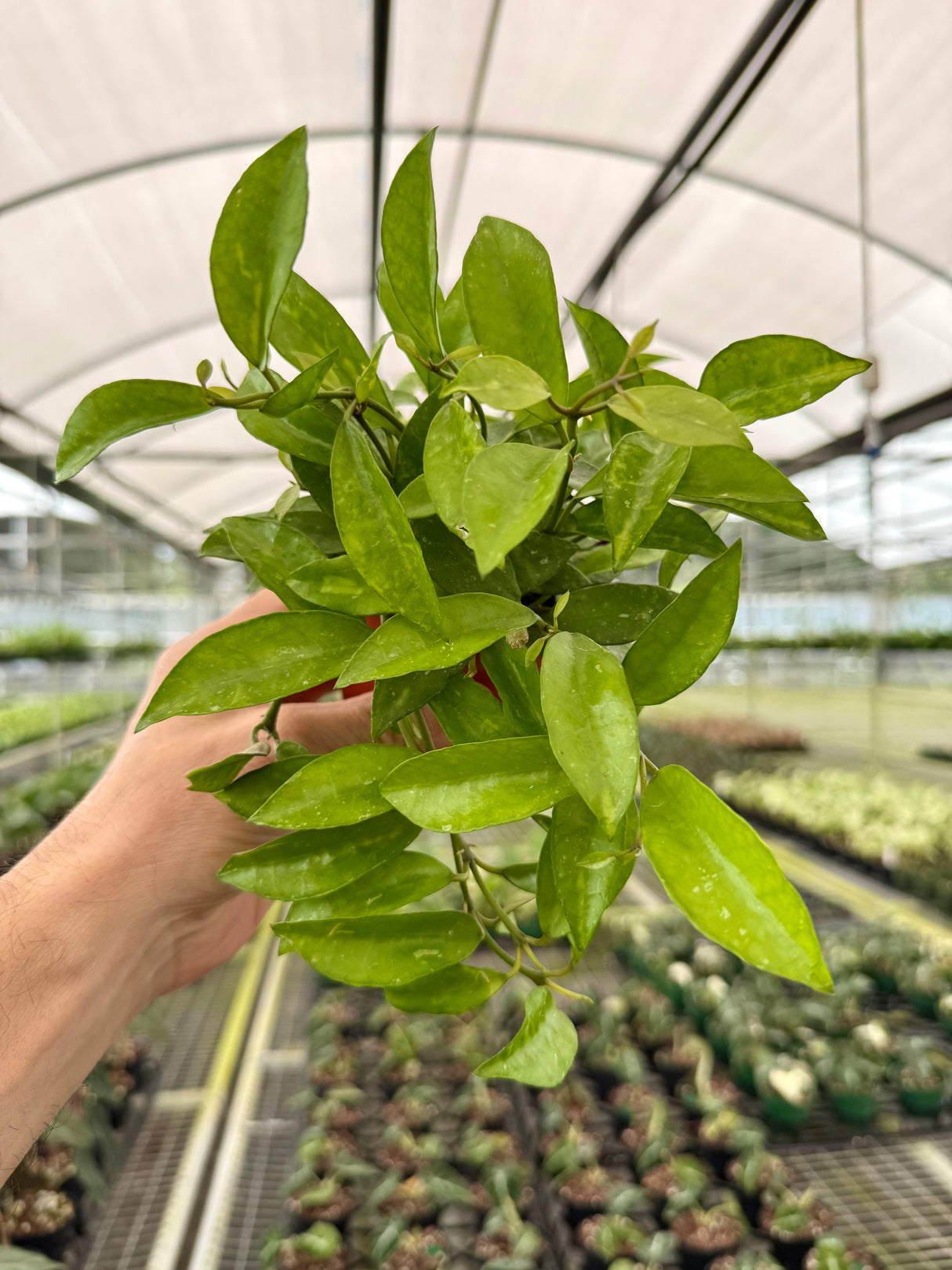 4" Hoya lacunosa 'Amarillo'