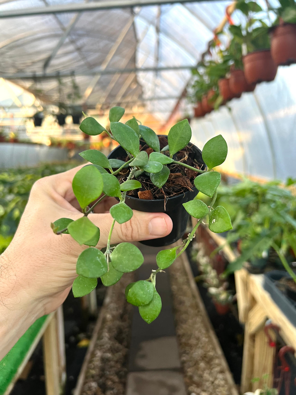 3" Hoya carmelae