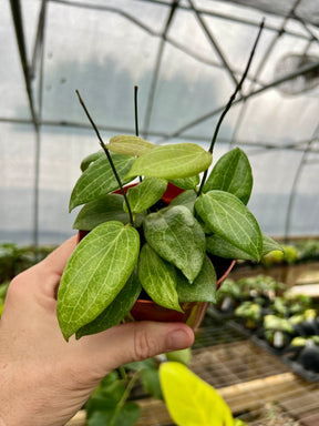 4" Hoya fitchii - Canopy Plant Co.