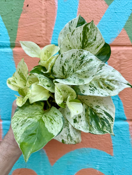4" Pothos ‘Manjula’