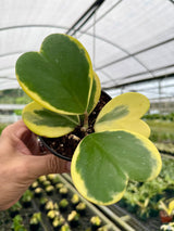 4" Hoya kerrii outer variegated