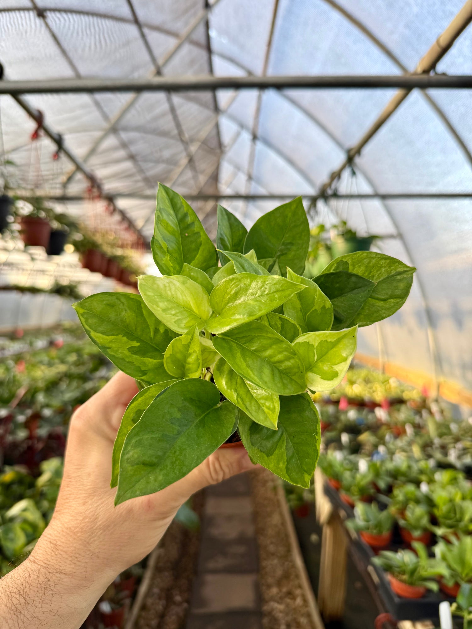 green globe pothos 4” Pothos 'Global Green' – Canopy Plant Co