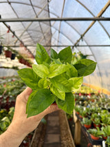 pothos global green for sale 4” Pothos 'Global Green' – Canopy Plant Co