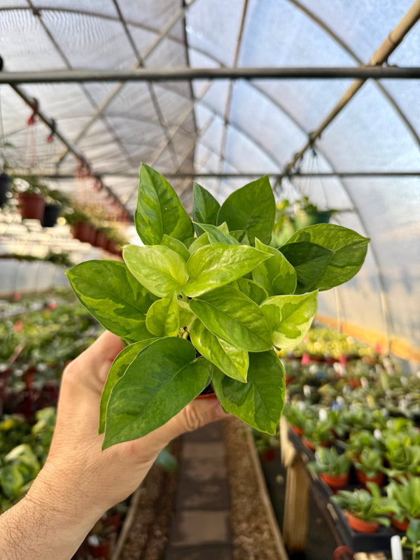 global green pothos price 4” Pothos 'Global Green' – Canopy Plant Co