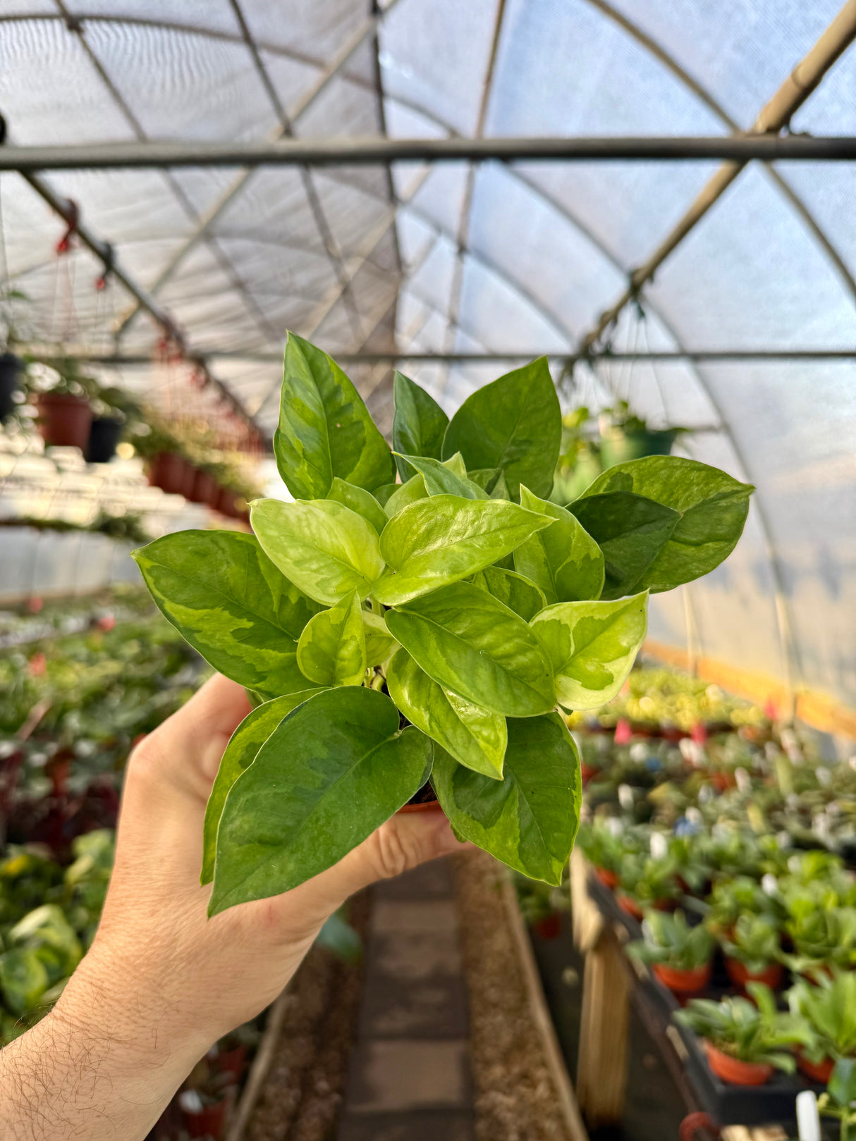 4” Pothos ‘Global Green’ - Canopy Plant Co.