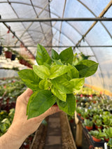 4” Pothos ‘Global Green’ - Canopy Plant Co.