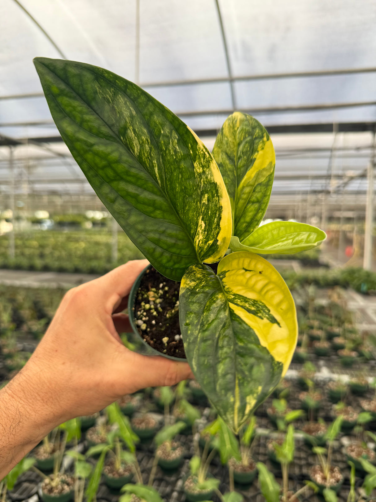 4" Monstera ‘Peru’ variegated (Monstera karstenianum)