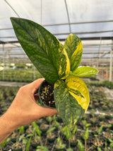 4" Monstera ‘Peru’ variegated (Monstera karstenianum)