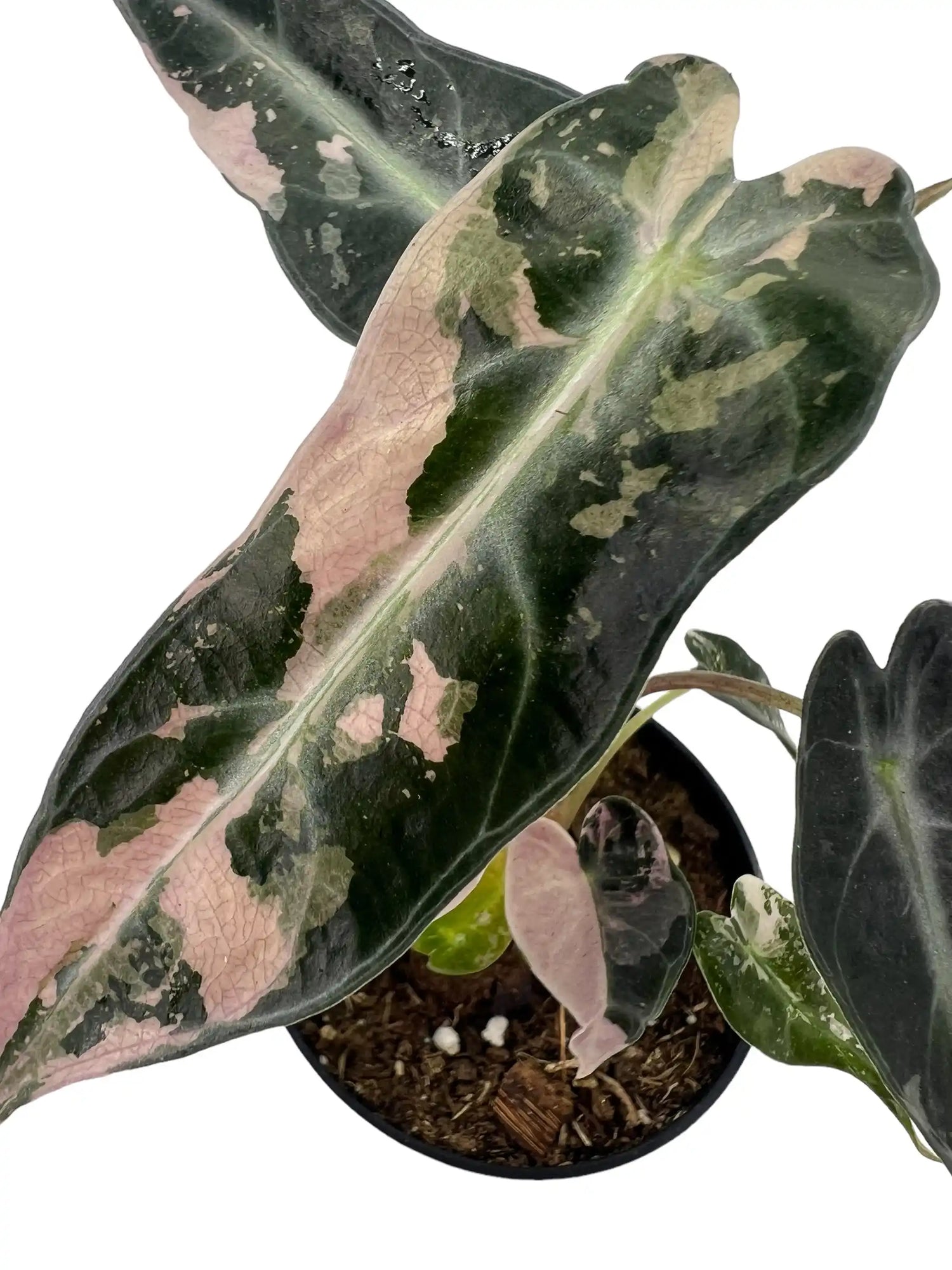 Variegated Alocasia Bambino plant with large green and white patterned leaves, potted in a decorative container.