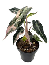 Variegated Alocasia Bambino plant, 3-inch potted indoor houseplant with striking green and white leaves from Canopy Plant Co.