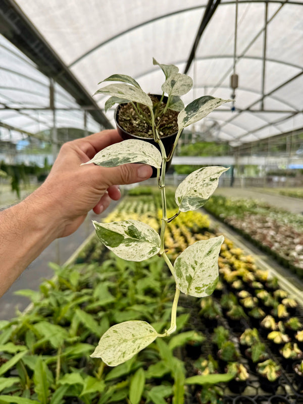 Healthy 3-inch Epipremnum sp. 'Bali Hanoman' Pothos plant with lush green variegated leaves, from Canopy Plant Co.