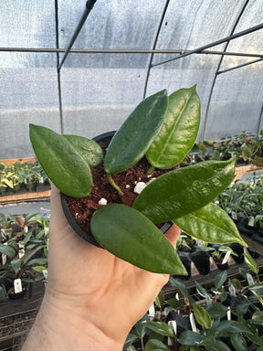 Close-up of a 3-inch Hoya coronaria plant from Canopy Plant Co., showing glossy green leaves and delicate white flowers.