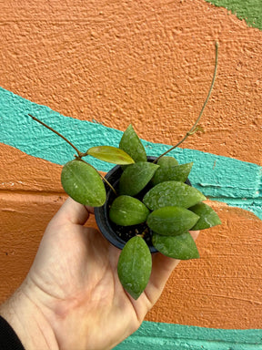 3” Hoya elliptica -  Canopy Plant Co.