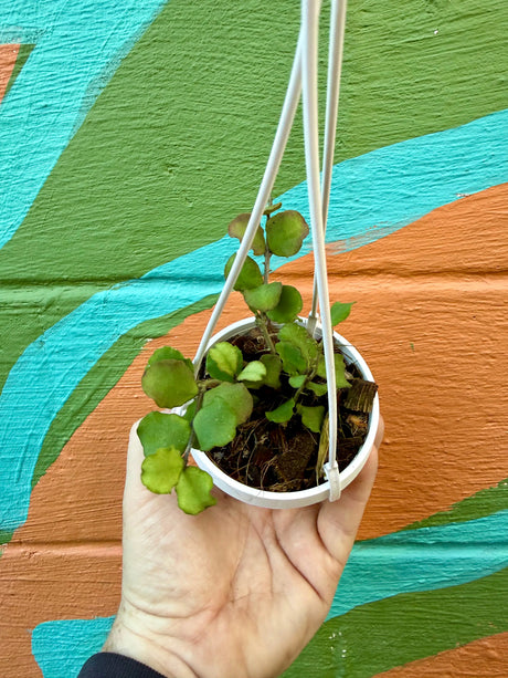 3" Hoya kanyakumariana hanging basket -  Canopy Plant Co.