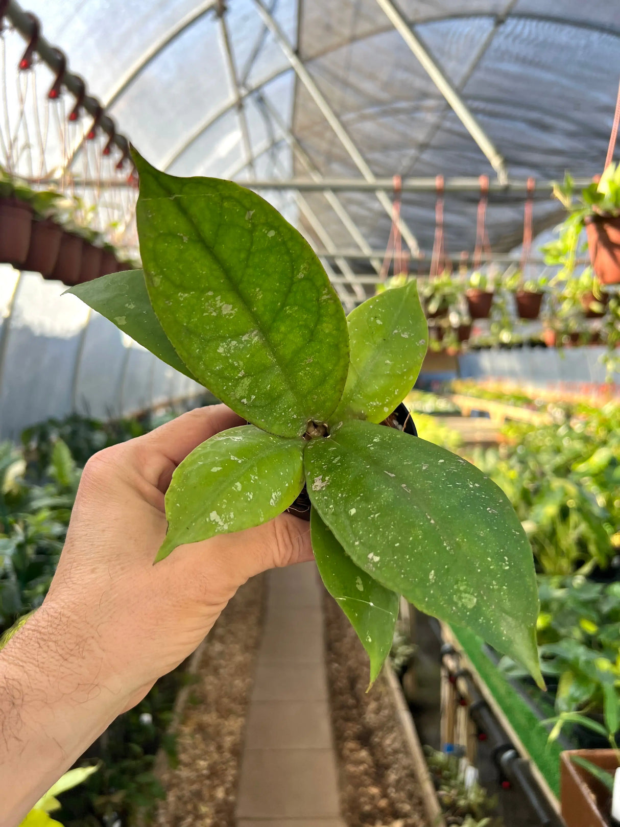 3” Hoya mitrata -  Canopy Plant Co.