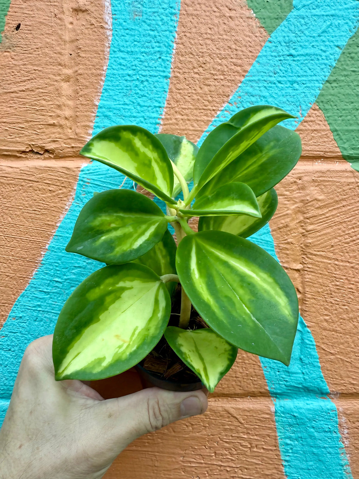 3” Hoya pachyclada inner variegated | Canopy Plant Co.