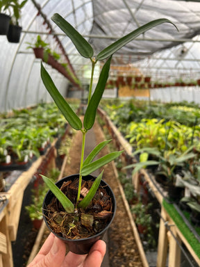 3" Hoya pandurata - Canopy Plant Co.