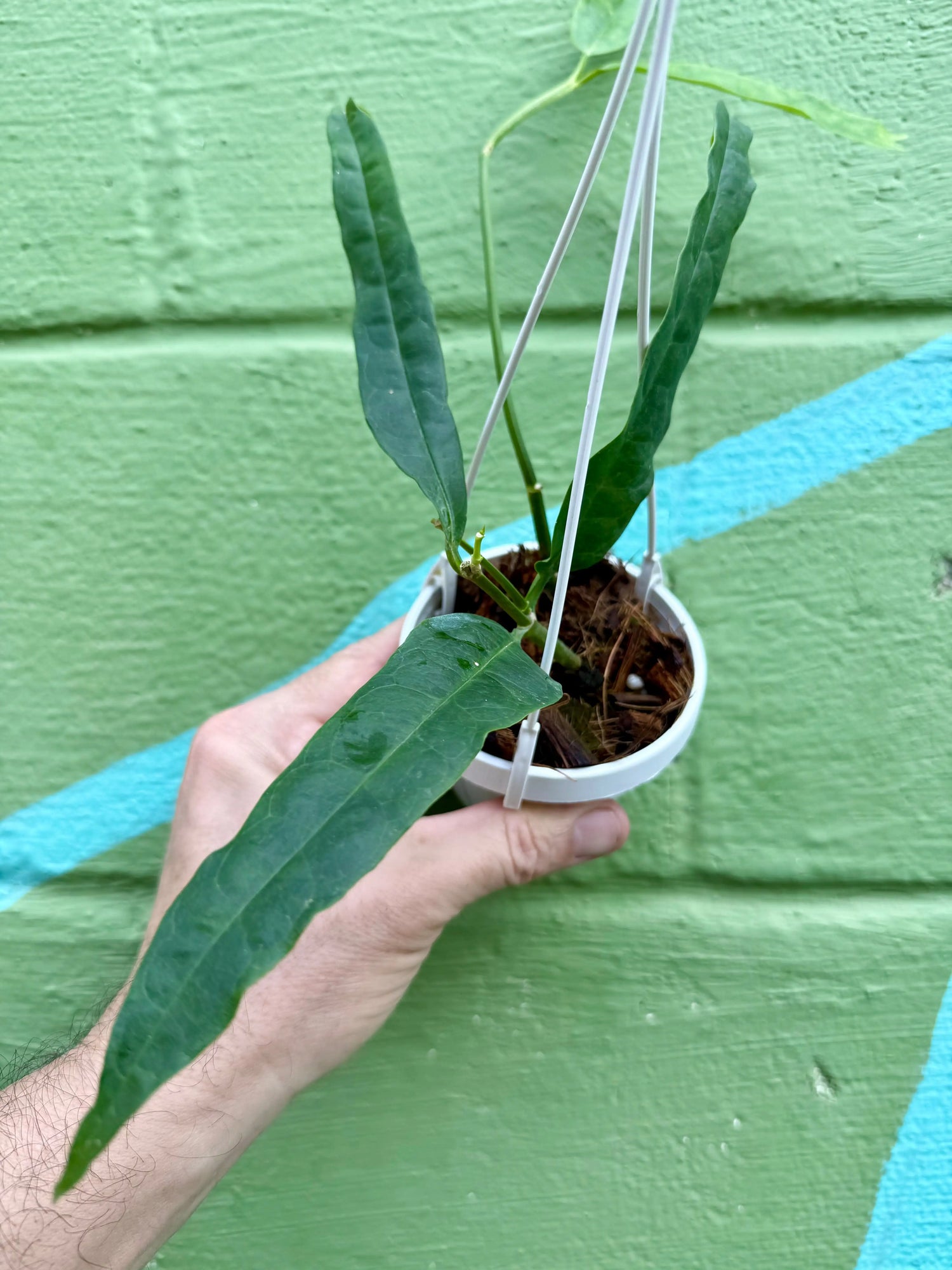 3" Hoya platycaulis hanging basket -  Canopy Plant Co.