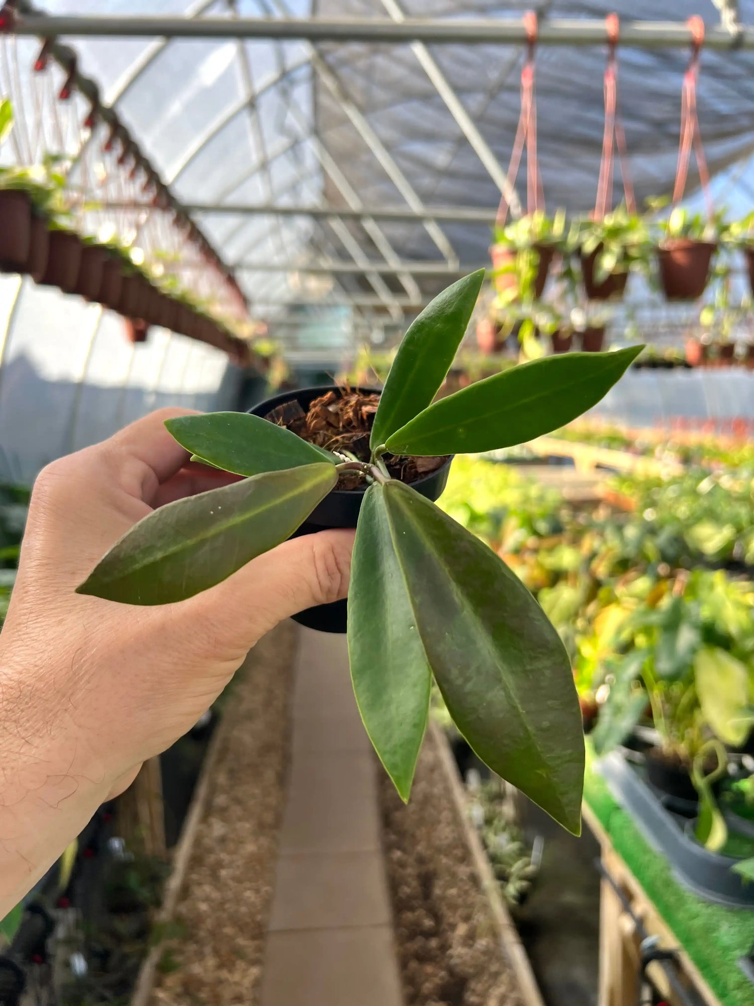 3" Hoya pulchra - Canopy Plant Co.