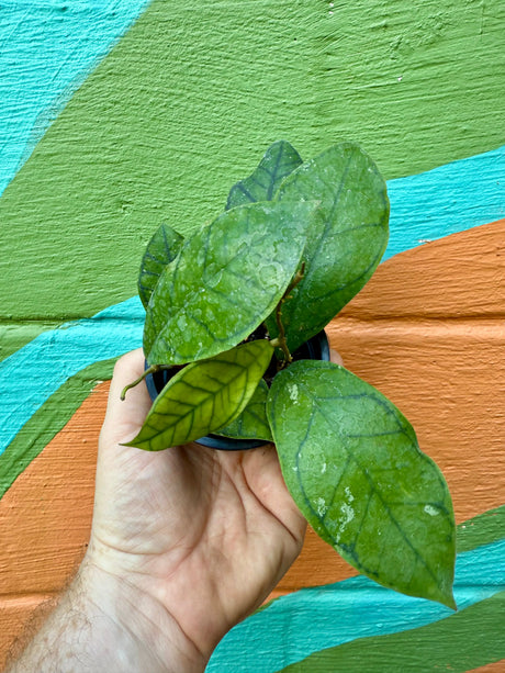 3” Hoya ranauensis -  Canopy Plant Co.