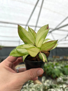 3" Hoya walliniana variegated -  Canopy Plant Co.