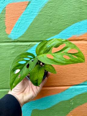 3” Monstera 'Esqueleto' Canopy Plant Co.