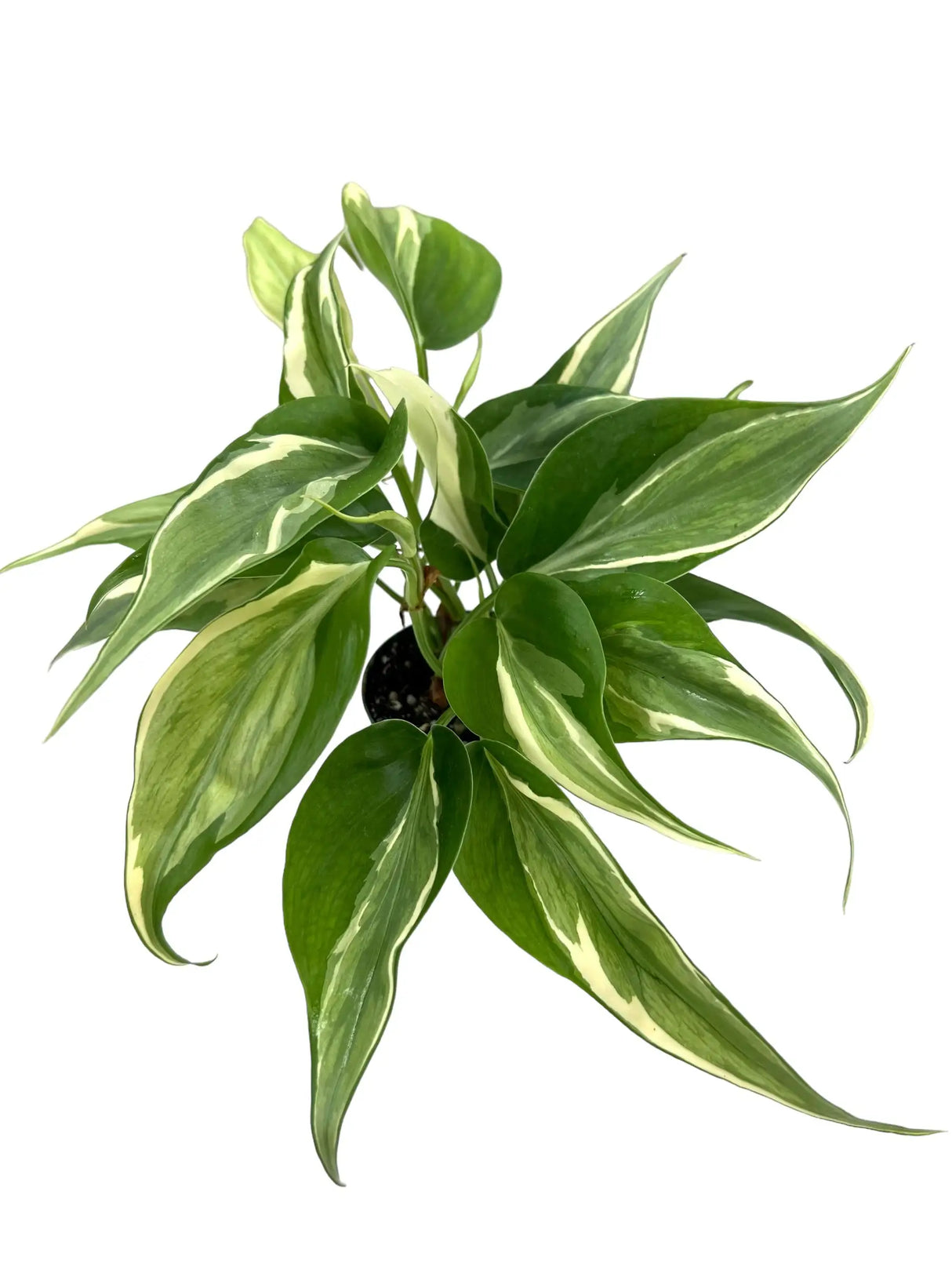 Healthy 3-inch Philodendron ‘Rio’ plant from Canopy Plant Co. with lush green leaves and vibrant foliage.
