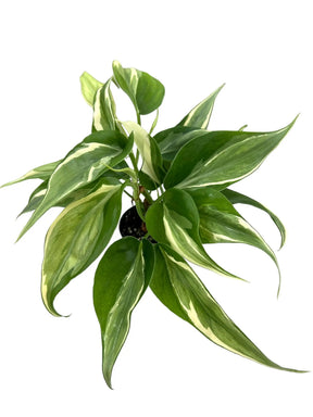 Healthy 3-inch Philodendron ‘Rio’ plant from Canopy Plant Co. with lush green leaves and vibrant foliage.