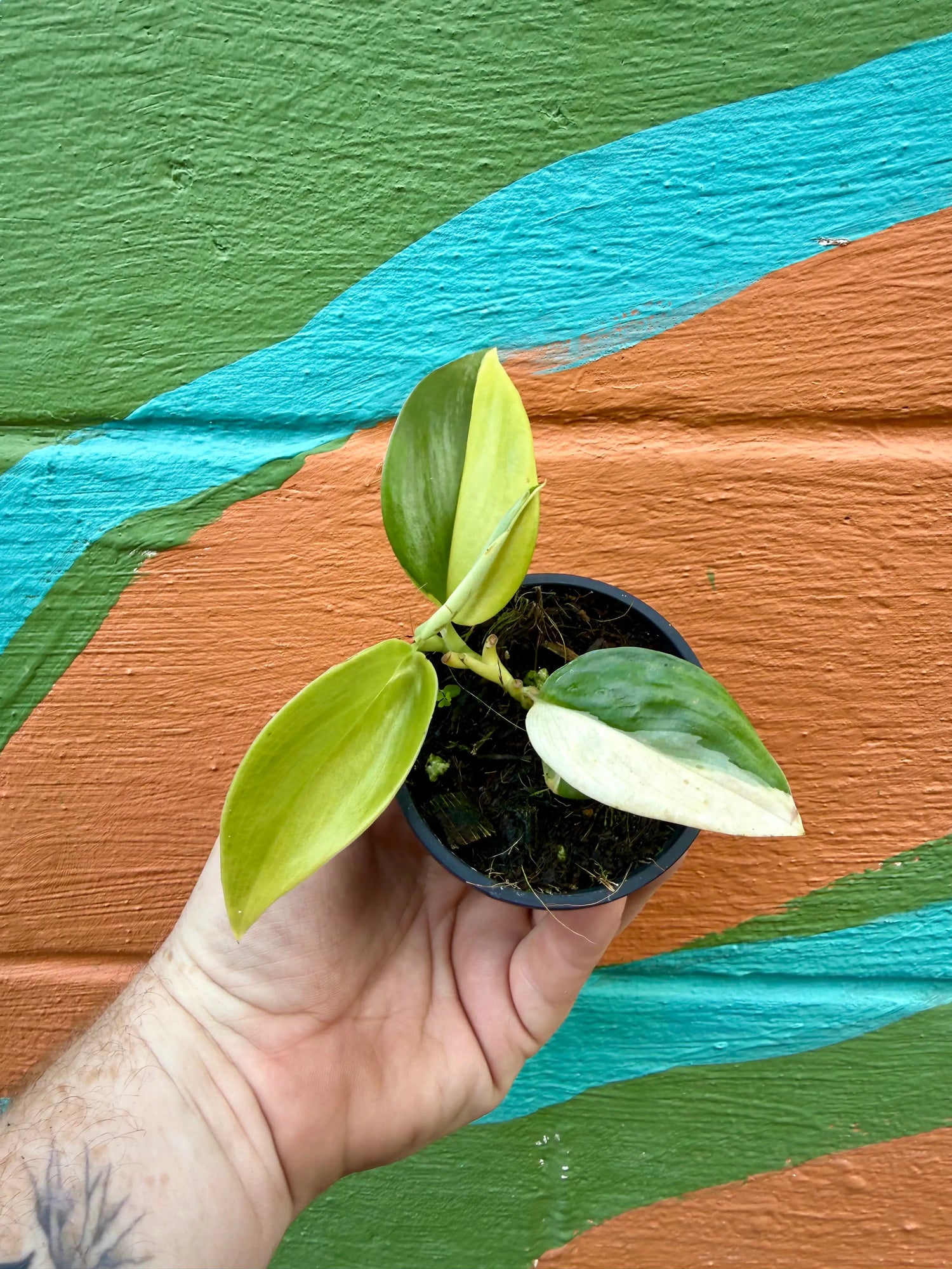 3" Scindapsus 'Rubicon' variegated Canopy Plant Co.