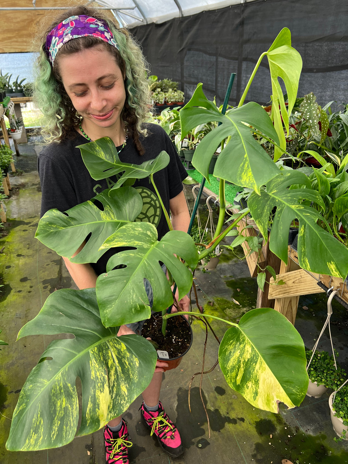 3" Monstera deliciosa variegated 'Aurea'