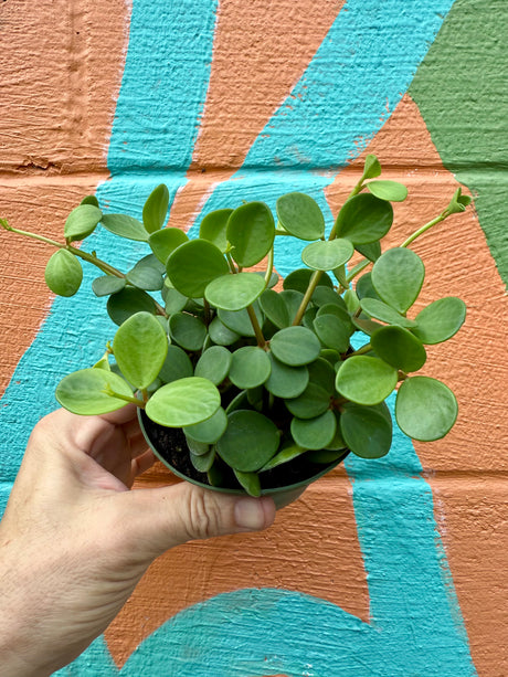 4" Peperomia 'Hope' - Canopy Plant Co.