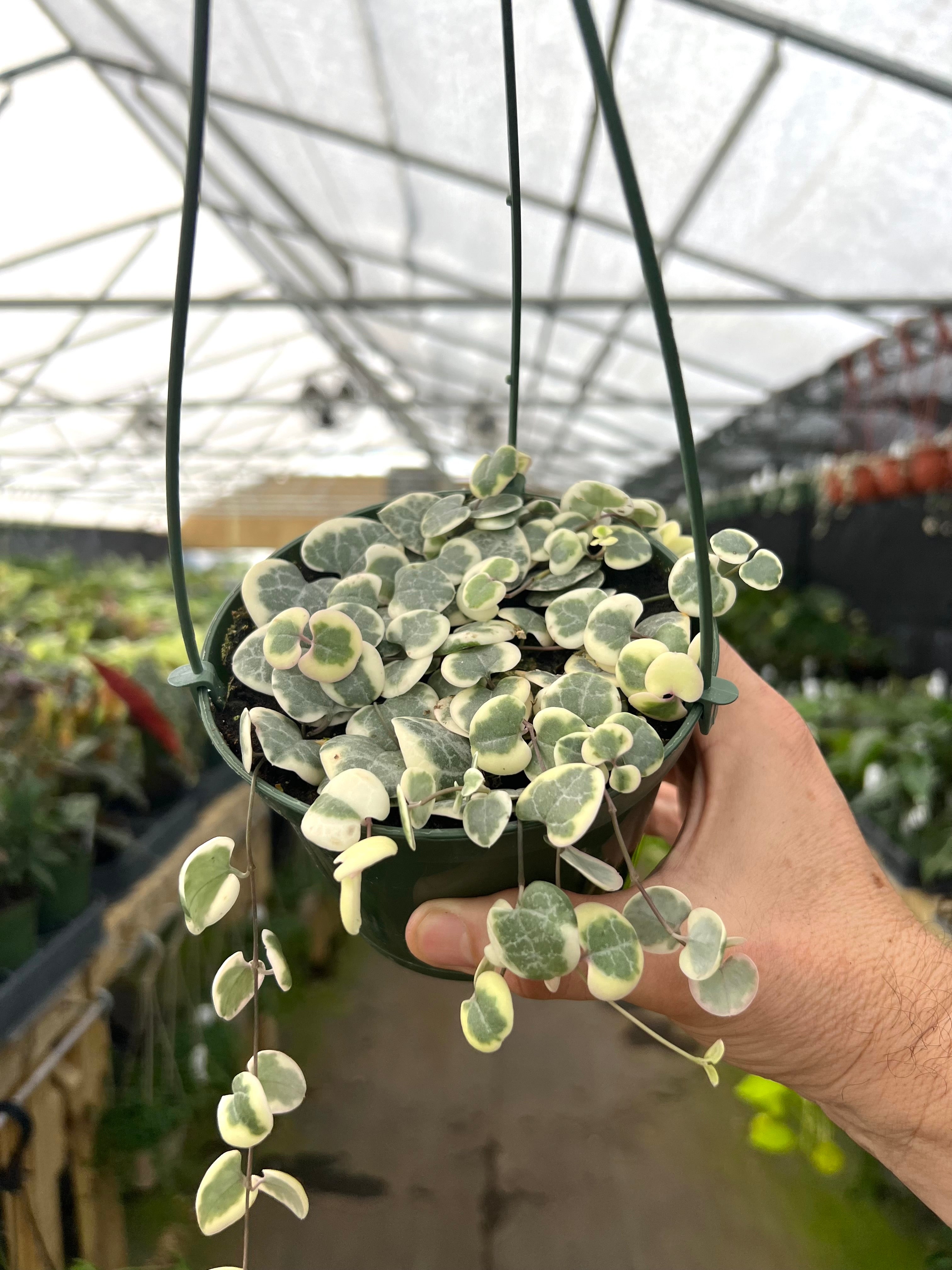 Varigated String of Hearts (Ceropegia woodii) | Vining Hanging Plant | US Seller | store Free Shipping