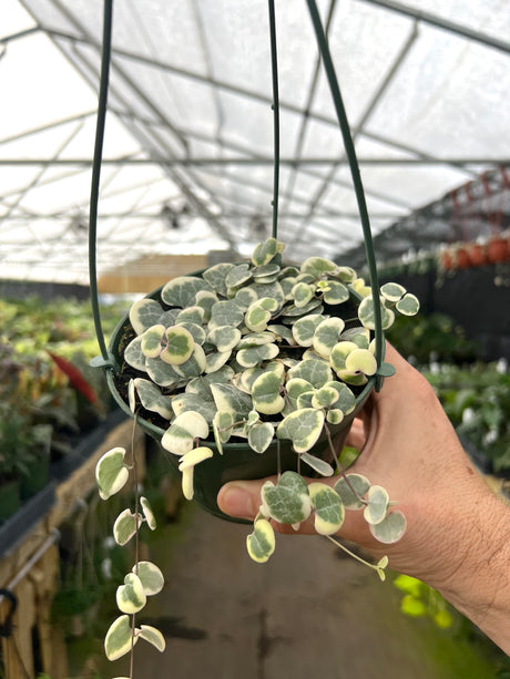 5” String of Hearts variegated hanging basket