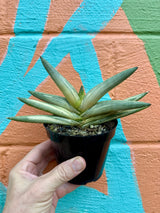 4" Sansevieria cylindrica 'Boncel' (variegated) - Canopy Plant Co.