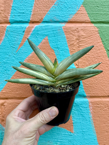 4" Sansevieria cylindrica 'Boncel' (variegated) - Canopy Plant Co.
