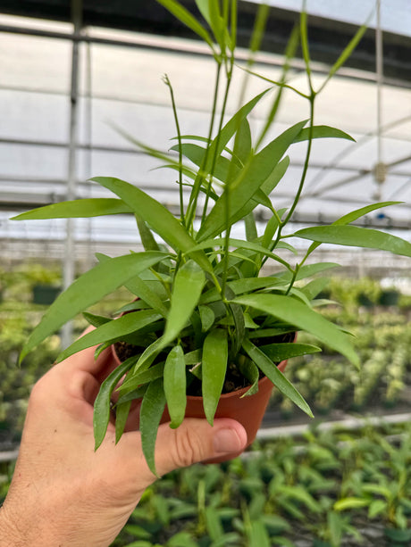 4" Hoya longifolia