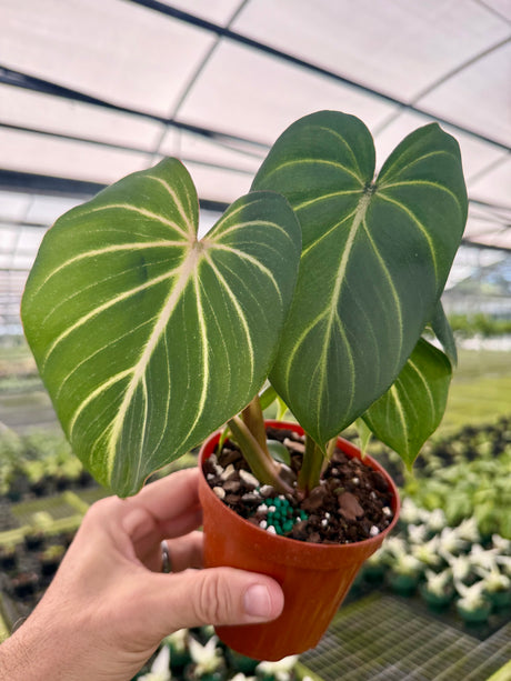 4" Philodendron gloriosum