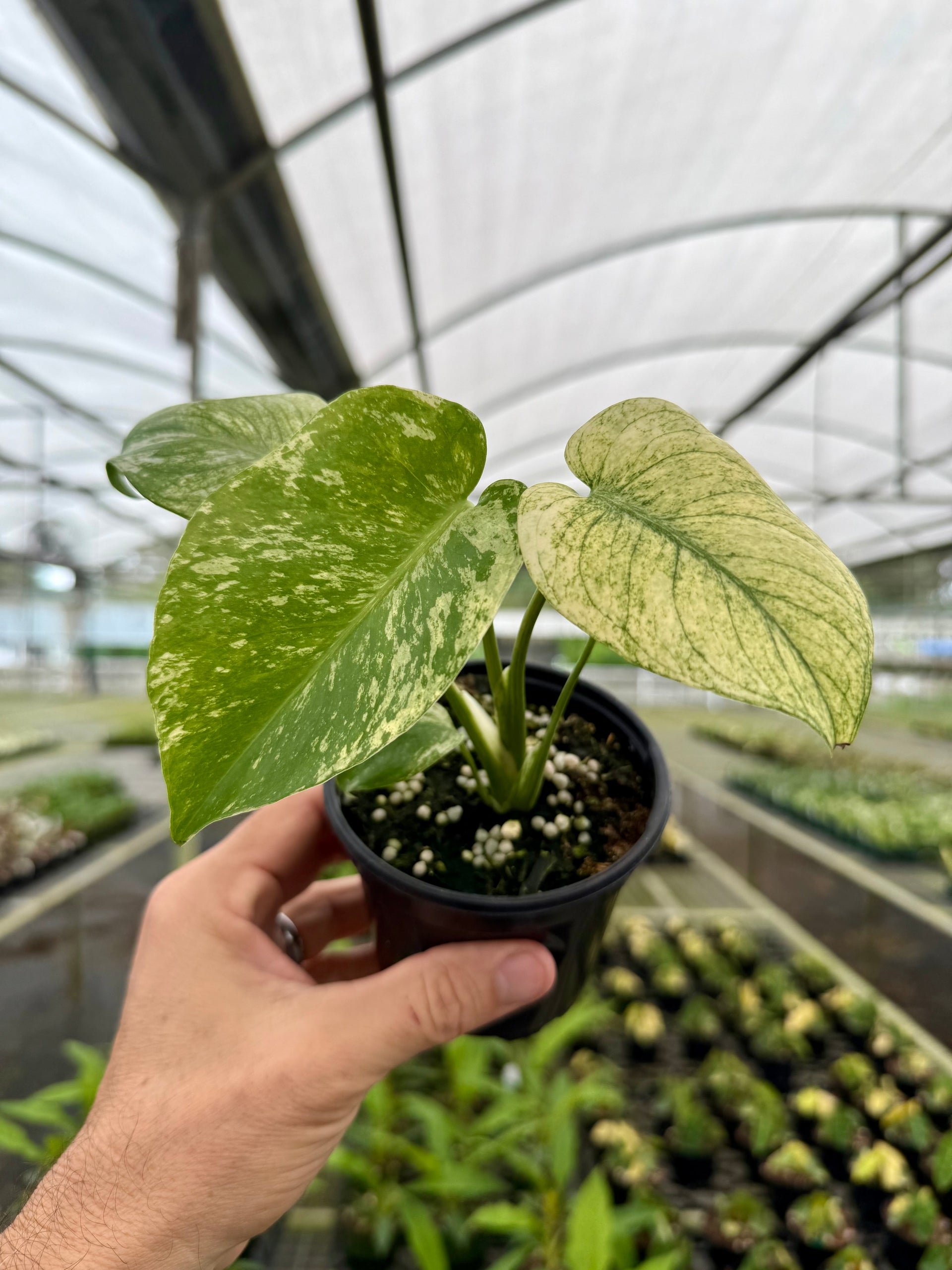 baby monstera leaves 4” Monstera 'Mint' – Canopy Plant Co