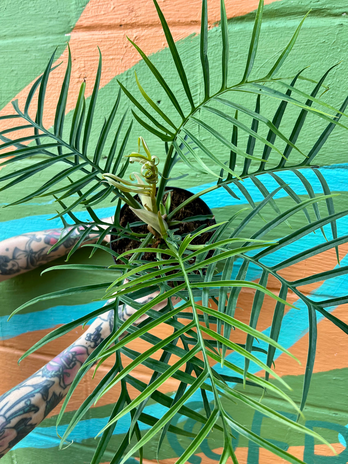 6" Philodendron tortum - Canopy Plant Co.