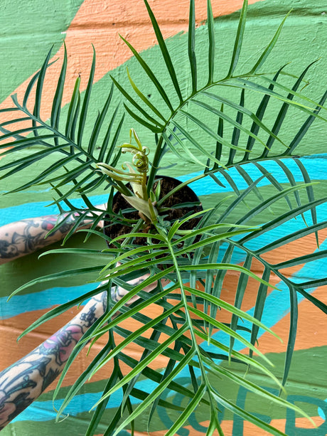 6" Philodendron tortum - Canopy Plant Co.