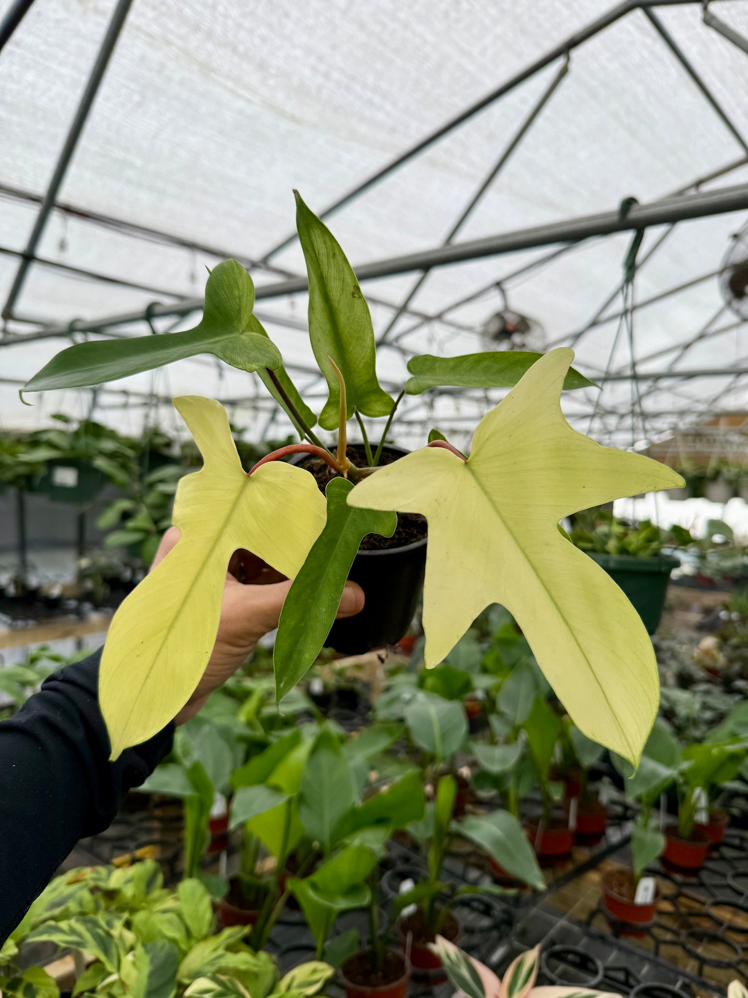 mint philodendron florida ghost 4” Philodendron ‘Florida Ghost’