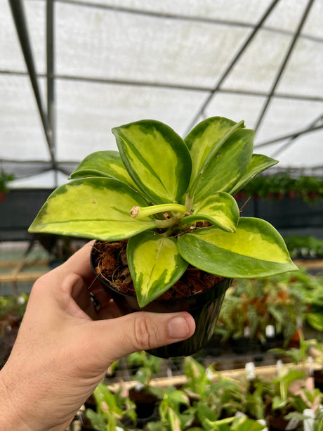 4" Hoya pachyclada inner variegated - Canopy Plant Co.