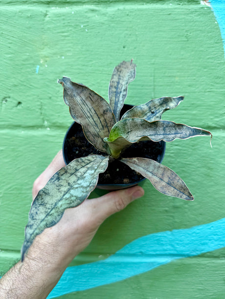 4" Sansevieria kirkii 'Coppertone' - Canopy Plant Co.