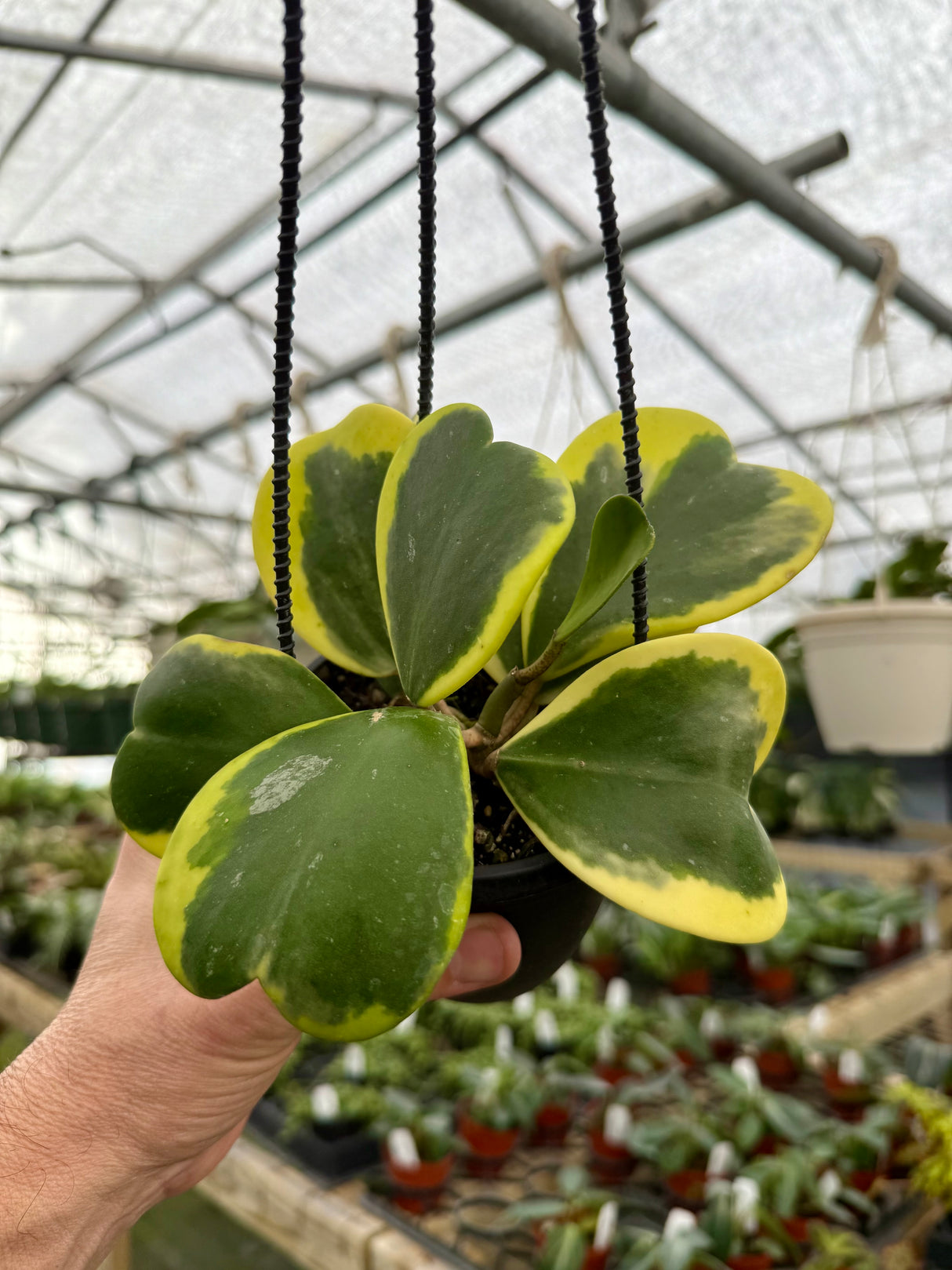 4" Hoya kerrii outer variegated hanging basket
